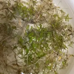 日本の水草　ミゾハコベ　たくさんのサムネイル