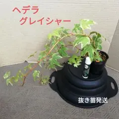 ヘデラ・アイビー「グレイシャー」　抜き苗発送