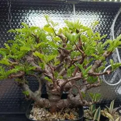 2026年最新】センナメリディオナリス の人気アイテム - メルカリ