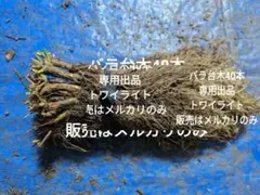バラ台木40本専用出品
