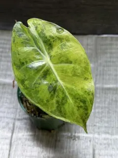 2026年最新】アロカシア 斑入りの人気アイテム - メルカリ