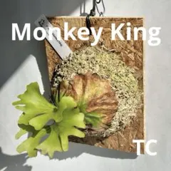 ST様 リクエスト 3点 まとめ商品