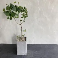 フィカス ジン 曲がり仕立て アンティーク調陶器鉢 植え込み発送