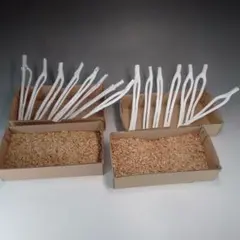 Item thumbnail for item 66de8e35-838b-430b-9995-6c964abd49aa