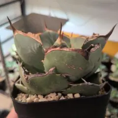 kinchel様 リクエスト 2点 まとめ商品