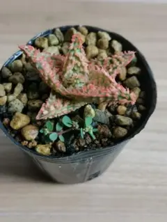 2025年最新】アロエ テンプラの人気アイテム - メルカリ