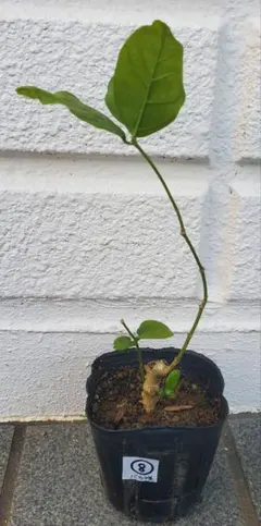 tamao14様 リクエスト 4点 まとめ商品