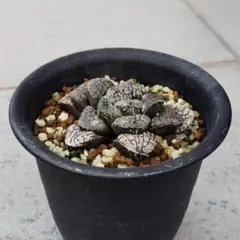 ☆オータムフェア　ハオルチア　ソルディダ　極上希少株　㉔ ☆オータムフェア ハオルチア ソルディダ 極上希少株 ㉔ - メルカリ