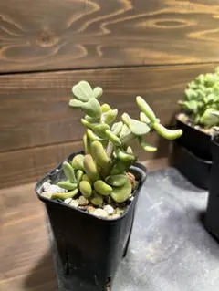 2025年最新】ケラリア ピグマエアの人気アイテム - メルカリ