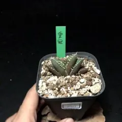 ナタデここな-様 リクエスト 2点 まとめ商品