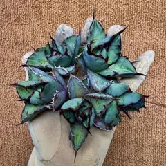 t*a様 Lj_plants】R426アガベ チタノタブラックアンドブルー5株同のサムネイル