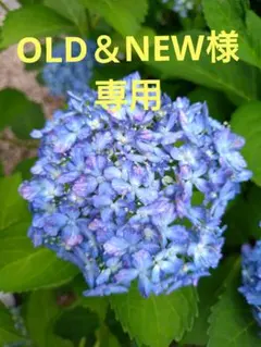 OLD＆NEW様専用です！！のサムネイル