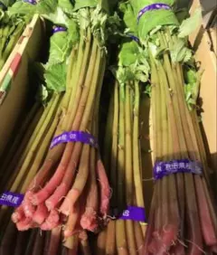 山菜 ミズ 600g 新潟県産 採れたて新鮮発送 - メルカリ