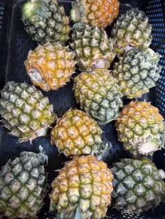 石垣島産スナックパイン12玉(3〜3.5kg)のサムネイル