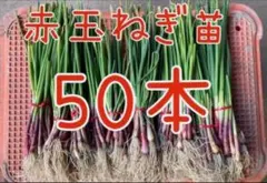 2025年最新】苗 玉ねぎの人気アイテム - メルカリ