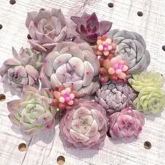 エケベリア　カット苗セット　小苗❻　メルカリ便　寄せ植え　多肉植物　韓国苗