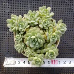 多肉植物 桜牡丹 トレーごと発送 - メルカリ