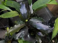 実生ブセ】Bucephalandra cv.