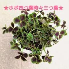 ★四つ葉のクローバー★のサムネイル