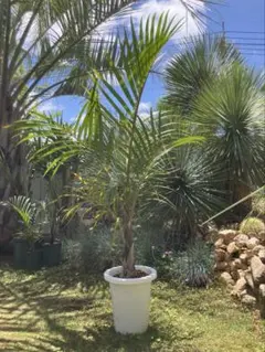 ココスヤシ　引き取り限定 ココスヤシ観葉植物 鉢植え 引き取り限定 - メルカリ