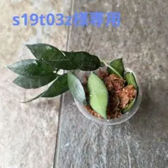 ホヤ　カルノーサ　速達のサムネイル