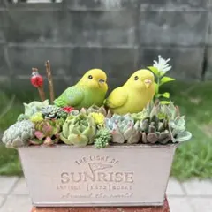❤️専用❤️多肉植物❤️そのまま飾れる寄せ植え❤️ハートうさぎ