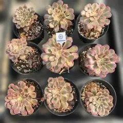Top【選抜株】多肉植物 25886ホワイトフェニックス 16個 鉢無し/脱土