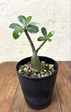 てぃのっち★様 リクエスト 2点 まとめ商品