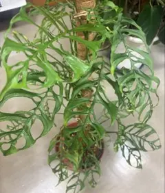 他サイトにも出品中です◎ メルカリと他サイトにも出品中の方必見！EC併売の問題はこれで解決