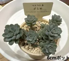つぶつぶ屋さん ざらめのサムネイル