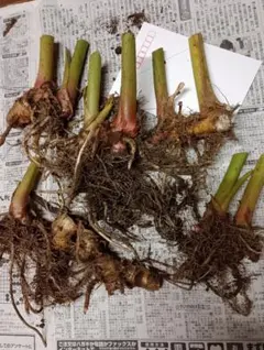 ジンジャーリリーの苗(根っこ) ジンジャーリリーの根っこ60サイズで - メルカリ