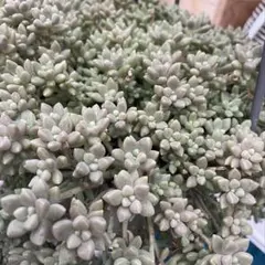 多肉植物 セダム 木立性ブレビフォリウム そよ風の天使 10カット