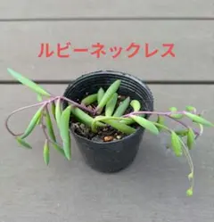 ルビーネックレス カット苗 根付き