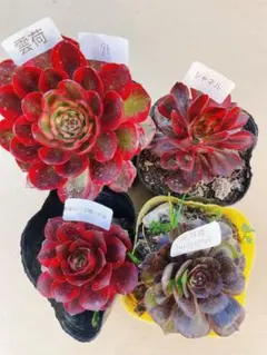 95 多肉植物 アエオニウム 抜き苗 4種セット