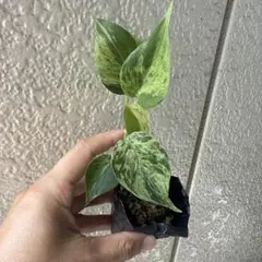 「Pierre Max」超希少な★フィロデンドロン　ハイブリッド★斑入り 2025年最新】斑入りフィロデンドロンの人気アイテム - メルカリ