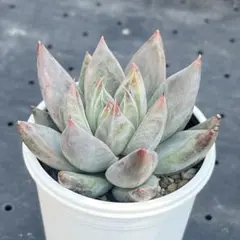 SSSさん苗宮田コロラータ×アウテンティカ札付きポットごとメルカリ便 2025年最新】コロラータの人気アイテム - メルカリ