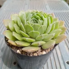 せ*み様 大人気 多肉植物 アエオニウム 白鳳錦 超美苗 レア種 - メルカリ