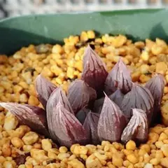 しろねこ様 リクエスト 4点 まとめ商品