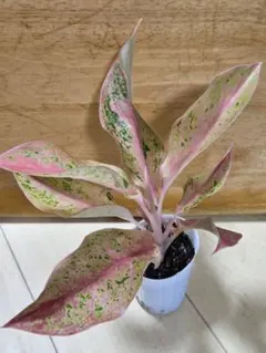 アグラオネマ・プラカイペット（Aglaonema 'Prakai Pet'） - メルカリ