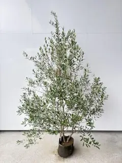 shi様専用 特大 人気のオリーブ ネバディロブロンコ 605 樹高1.9m位