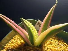 ヨ*ム様 多肉植物　アガベ　チタノタ　スナグルトゥース　709のサムネイル