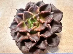 み*ぃ様 F3113新入荷　ブラックマディバ　多肉植物　エケベリア　撮影2月19