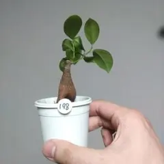 ガジュマル　抜き苗　観葉植物　初心者向け　室内向け