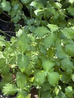 【20苗 苗なので楽ちん】三つ葉 苗 根付き 家庭菜園 薬味