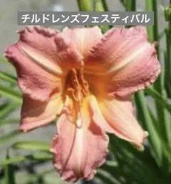 2025年最新】ヘメロカリス苗の人気アイテム - メルカリ