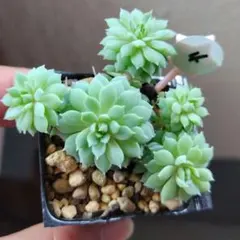 多肉植物 ミックスベリア 苔生す 抜き苗 おらいさん苗 青札 - メルカリ