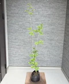 山採り天然 アオダモ 4本立ち 76 - メルカリ