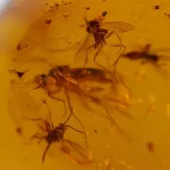 2026年最新】虫入り 琥珀の人気アイテム - メルカリ