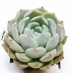 もも様 リクエスト 2点 まとめ商品