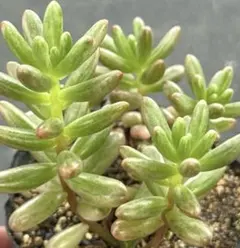 発根済】紫晃星 挿し木苗 3本セット 抜き苗 塊根植物 盆栽仕立て